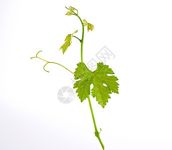 年青的葡萄芽 白种树叶绿叶酒厂白色叶子绿色季节生长收成植物群藤蔓农业图片