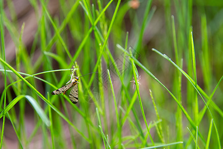 多彩蚊子 绿草本的泉生昆虫图片