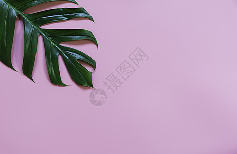 绿色甘蔗叶在粉红色背景中与副本 s 隔离图片