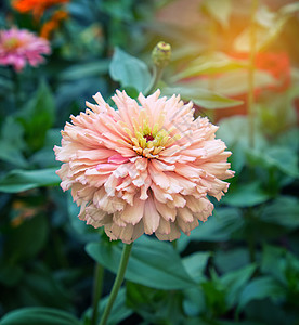 夏日在花园里盛开的粉红花朵Zinnia活力花瓣植物学绿色植物叶子季节粉色公园植物群图片