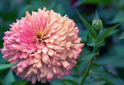 开花的粉色花朵Zinnia图片