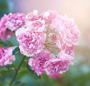 夏夜盛着花朵和粉红鲜花图片