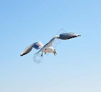 白海鸥在天空中飞翔团体野生动物蓝色翅膀羽毛白色海鸟荒野自由运动图片