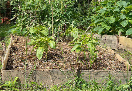 花园里的胡椒蔬菜生长季节土壤辣椒植物食物叶子农场幼苗图片