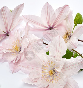 白色背景的粉红花束花花花花瓣叶子植物婚礼粉色花园邀请函植物学植物群绿色图片