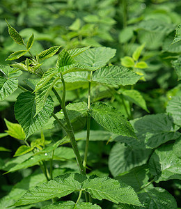 青草莓芽 绿茎和树叶图片