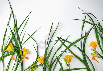 白色背景的黄色花朵日丽百合植物花瓣花园叶子季节绿色植物群萱草图片