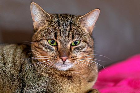 一只灰色斑斑猫的肖像 有绿色眼睛的桃子罐头图片