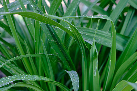 有水滴的长绿叶草地季节植物雨滴下雨花园叶子绿色植物群图片