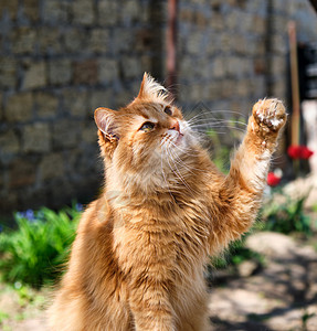 成年红毛猫举起爪子虎斑小猫橙子动物头发毛皮猫咪红色哺乳动物猫科图片