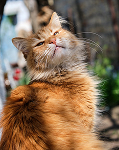 成年红毛猫在街上坐着毛皮黄色猫咪小猫虎斑红色橙子头发宠物猫科图片