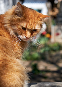 成年红毛猫在街上坐着猫咪小猫头发哺乳动物橙子毛皮虎斑红色宠物黄色图片