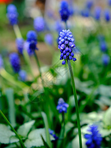 蓝花慕斯卡里花花或鼠标hyacinth图片