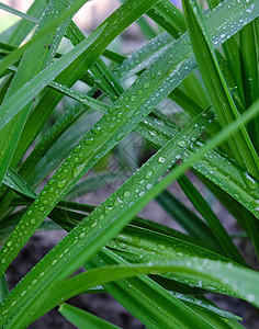 有水滴的长绿叶叶子下雨植物群植物雨滴花园季节绿色图片