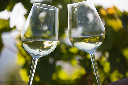 用两杯白葡萄酒在葡萄园里烧烤酒厂葡萄园夫妻水果生长藤蔓收成玻璃生产男人图片