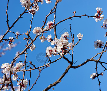 带白花开花的杏树枝白色蓝色花瓣美丽叶子天空植物群植物植物学季节图片
