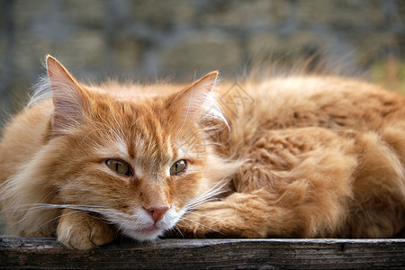 睡在木头表面的红猫成人猫咪头发眼睛条纹哺乳动物红色毛皮宠物黄色图片