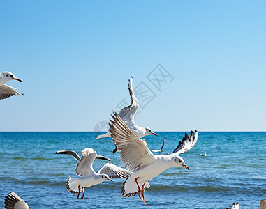 海滩上有海鸥的群羊斗争海浪地平线荒野旅游野生动物自由海岸旅行支撑图片