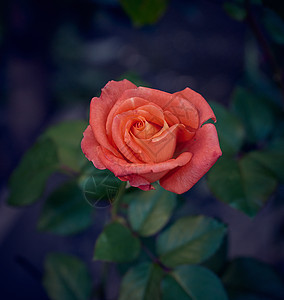 下午在花园里盛开的玫瑰花朵图片