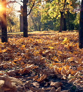 地面的干黄黄色树叶 有选择性地聚焦风景晴天季节性阳光季节棕色环境活力森林叶子图片