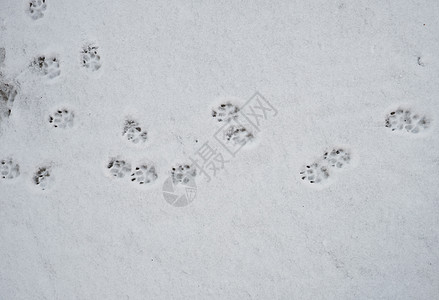 白雪上的狗足迹图片