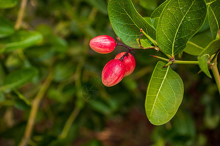 树枝上有绿色叶子的卡兰达水果植物宏观生长浆果草本植物花园热带树叶季节食物图片