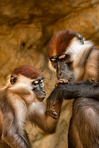 领合曼加贝荒野红色灵长类男性胡须黄色动物园感情异国雨林图片