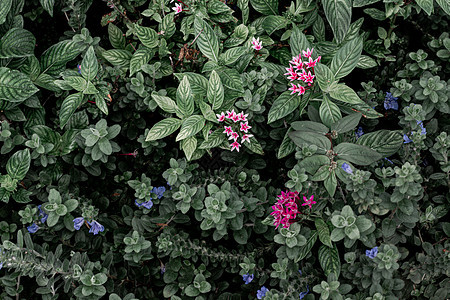 美丽的小花在自然花园中绽放风格艺术包装花园打印装饰叶子纺织品植物群织物图片