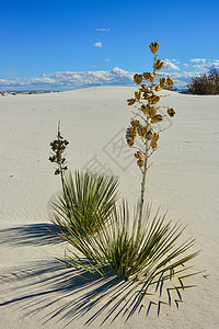白沙国家纪念碑中生长的Yucca植物荒野公园天空植物群水晶蓝色石膏涟漪侵蚀国家图片