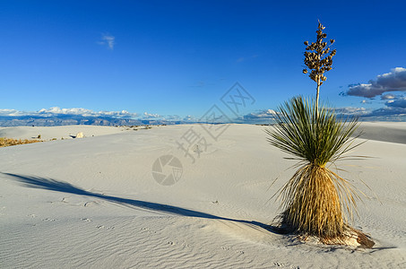 白沙国家纪念碑中生长的Yucca植物国家荒野水晶天空植物群侵蚀涟漪纪念碑公园旅行背景图片