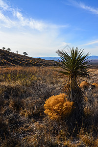 带有Yucca cacti和沙漠植物的山地景观天空世界植被植物学树叶蓝色植物群叶子衬套岩石图片