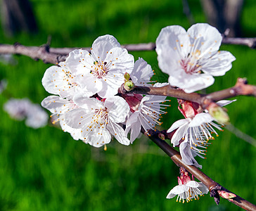 园中樱桃树枝和白樱花图片
