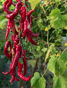 热辣辣椒挂在绳子上花园蔬菜香料绿色绳索烹饪胡椒细绳红色食物图片