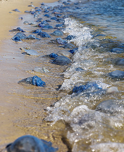 和活水母 在黑海海岸上 一个夏天的一天海洋动物支撑危险生活海蜇痛苦蓝色野生动物海岸图片