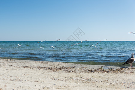 夏天阳光明媚的日子里 乌克兰海滩上海鸥群海岸线斗争旅行旅游海滩荒野支撑海鸥天空海浪图片