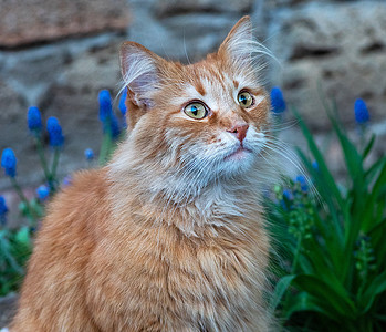 街上一只小红猫的肖像乐趣毛皮橙子虎斑动物小猫猫科红色宠物哺乳动物图片