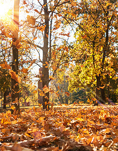 秋天城市公园 有干黄黄色树叶木头花园植物群太阳叶子公园绿色环境森林植物图片