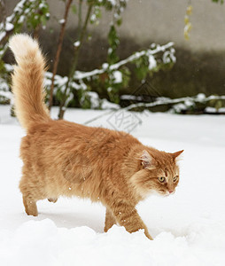 大红猫在雪中行走图片