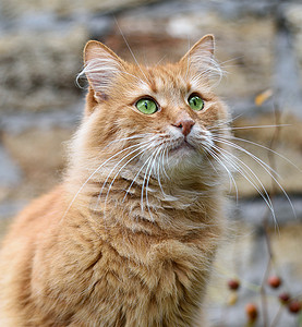 街上一只小红猫的肖像毛皮头发哺乳动物宠物乐趣小猫橙子动物红色虎斑图片