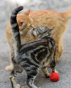 两只年轻的红猫和条纹小猫 彼此对立哺乳动物宠物灰色跑步眼睛红色虎斑猫科动物毛皮图片