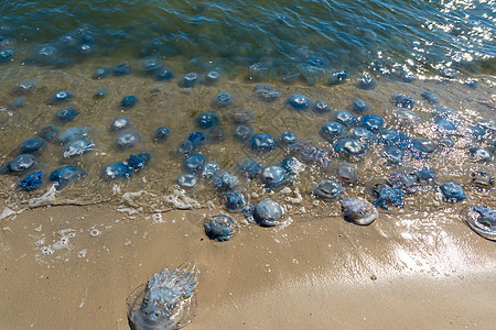 黑海沿岸许多水母生死在黑海沿岸野生动物菌科蓝色晴天白色海蜇生活支撑根瘤海岸图片