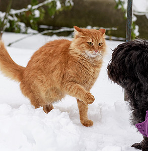 大红猫跟一只黑狗在雪中玩黄色宠物红色头发成人毛皮动物哺乳动物橙子黑色图片