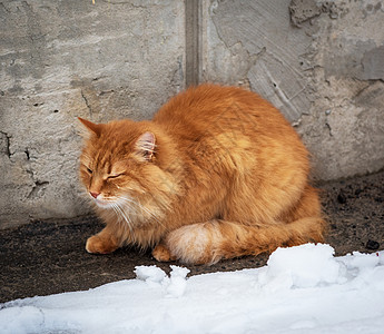 大红毛猫在雪中坐着 冻僵了图片