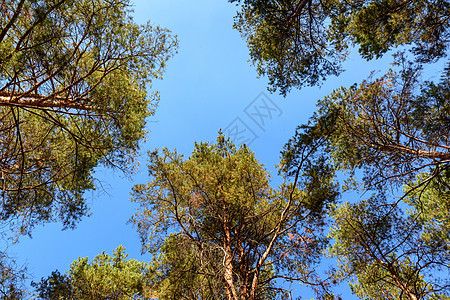 长松和树冠与蓝天对立树干蓝色绿色木头植物公园黄色叶子环境天空图片