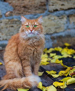 坐着的大红猫图片