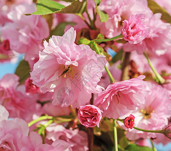 樱花枝和粉红色花朵图片