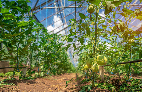 绿西红柿在农场的阳光下 在温温室熟熟成熟的青番茄中生长栽培园艺蔬菜维生素土壤叶子发芽生产幼苗图片