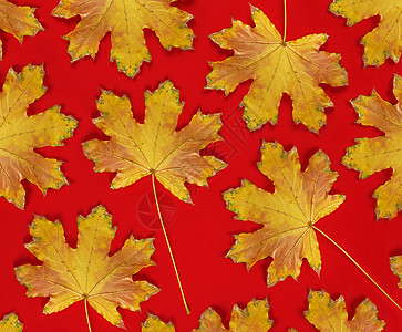 红色红背景 有干黄黄色树叶框架季节橙子季节性植物群植物叶子图片