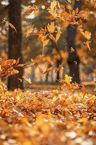 秋天黄黄色的树叶落下图片