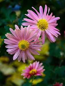 粉红色开花的菊花 紧闭黄色紫色粉色雏菊植物学花瓣花束花园叶子植物图片